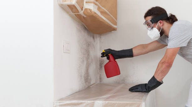 Professional Basement Mold Removal technician working in Bloomfield, NJ